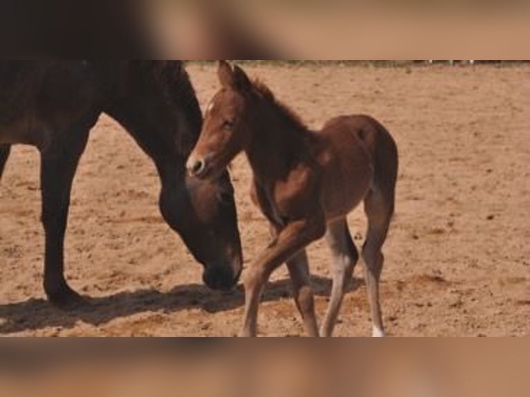 Quarter horse américain Jument Poulain (03/2026) 148 cm Alezan in Mehlmeisel
