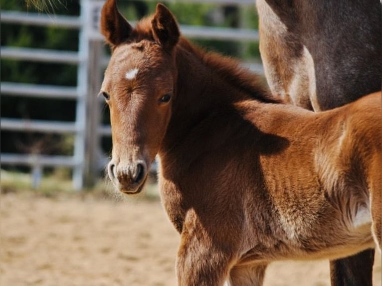 Quarter horse américain Jument Poulain (03/2026) 148 cm Alezan in Mehlmeisel