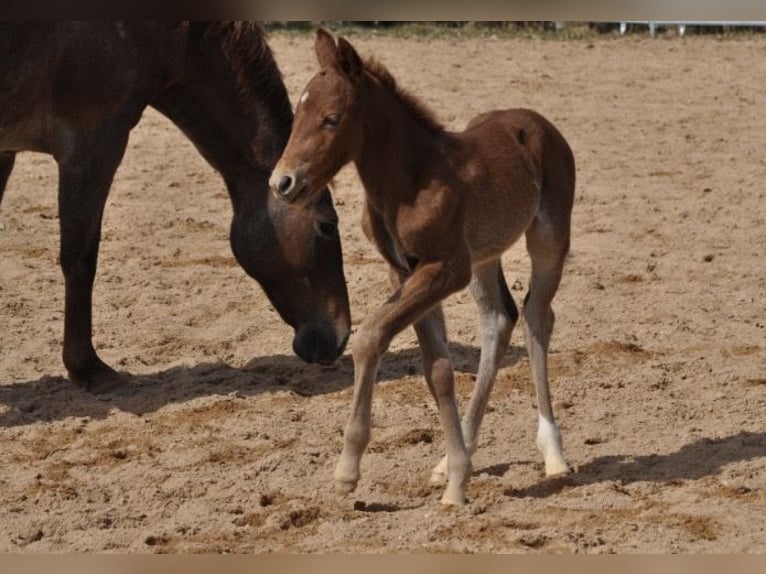 Quarter horse américain Jument Poulain (03/2026) 148 cm Alezan in Mehlmeisel