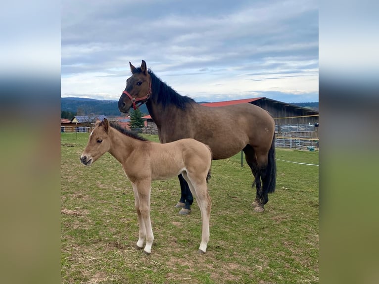 Quarter horse américain Jument  148 cm Alezan dun in Erbendorf