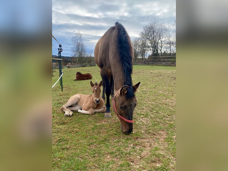 Quarter horse américain Jument  148 cm Alezan dun in Erbendorf