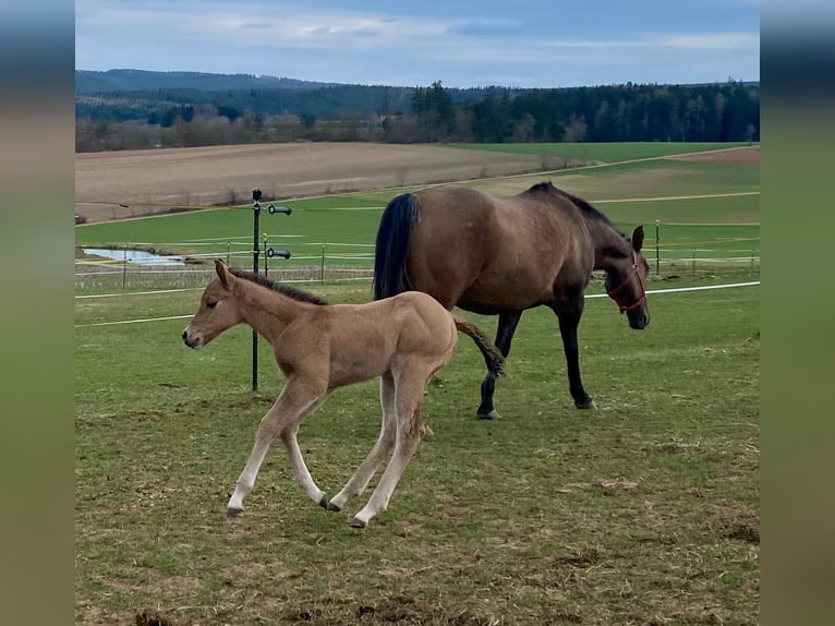 Quarter horse américain Jument  148 cm Alezan dun in Erbendorf