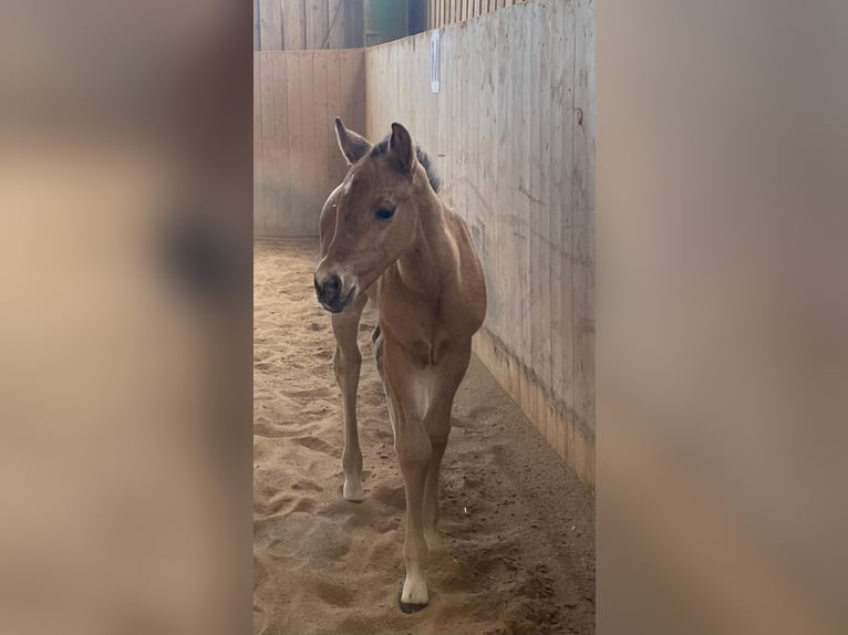 Quarter horse américain Jument  148 cm Alezan dun in Erbendorf