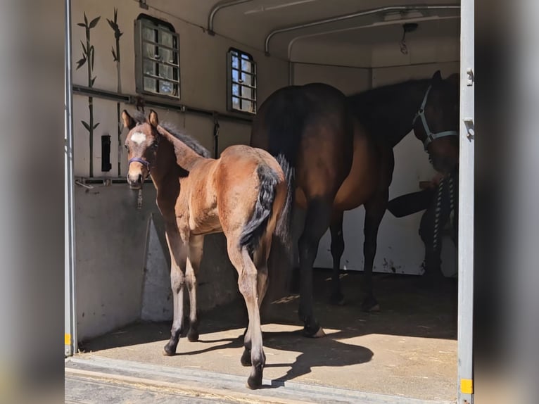 Quarter horse américain Jument  148 cm Bai in Weilmünster