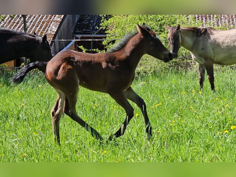 Quarter horse américain Jument  148 cm Bai in Weilmünster