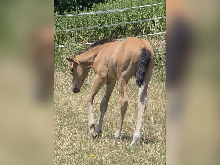 Quarter horse américain Jument Poulain (06/2026) 148 cm Buckskin in Langenbach