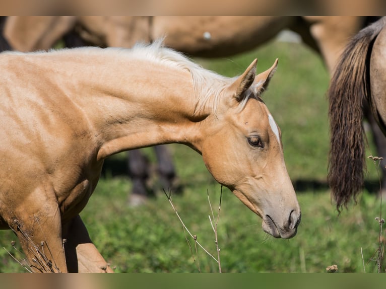 Quarter horse américain Jument Poulain (05/2026) 148 cm Palomino in St Josef