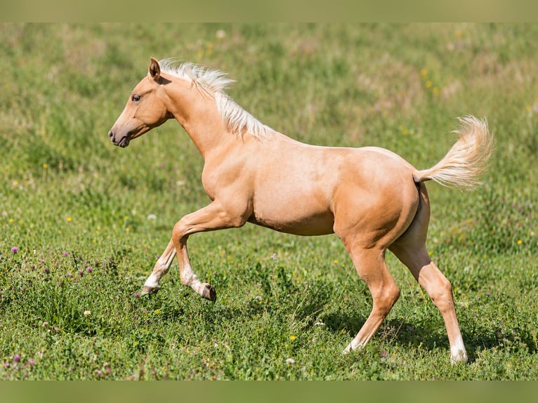 Quarter horse américain Jument Poulain (05/2026) 148 cm Palomino in St Josef