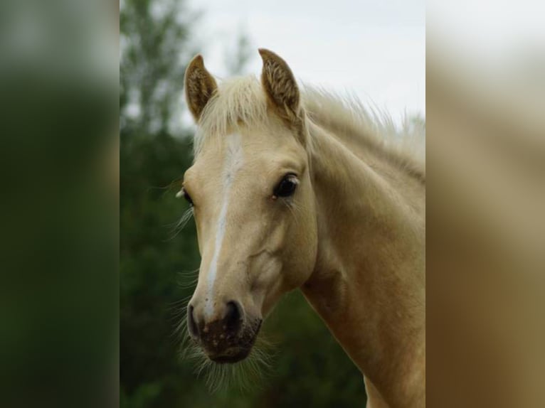 Quarter horse américain Jument Poulain (04/2025) 148 cm Palomino in Linsburg