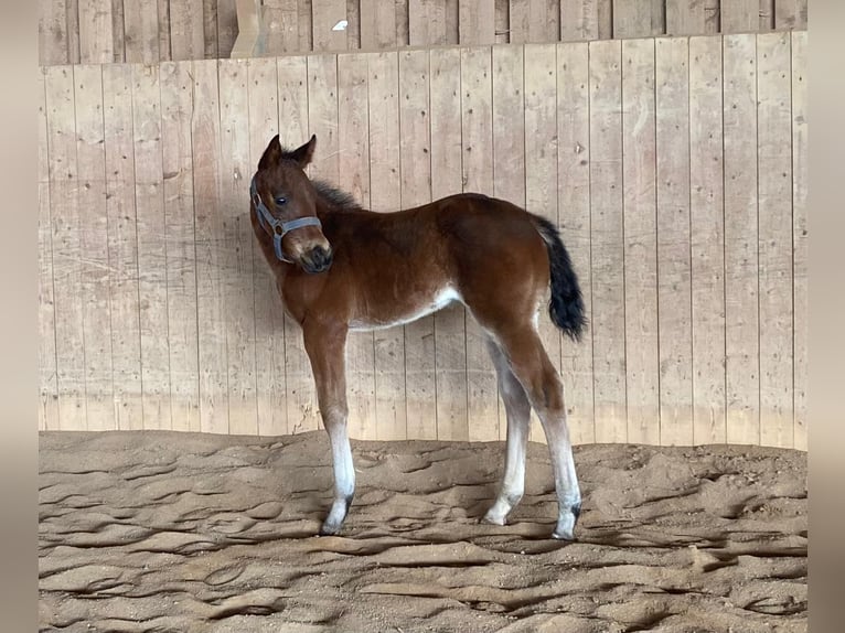 Quarter horse américain Jument  148 cm Roan-Bay in Erbendorf