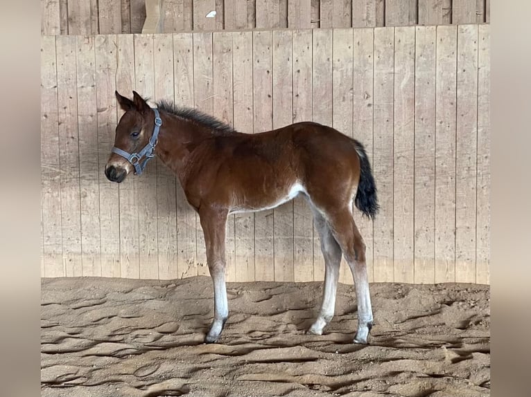 Quarter horse américain Jument  148 cm Roan-Bay in Erbendorf