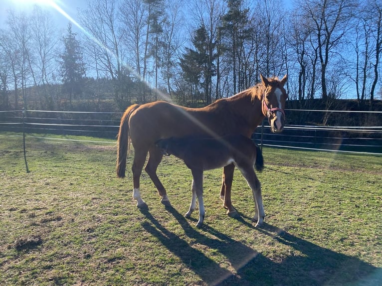 Quarter horse américain Jument  148 cm Roan-Bay in Erbendorf