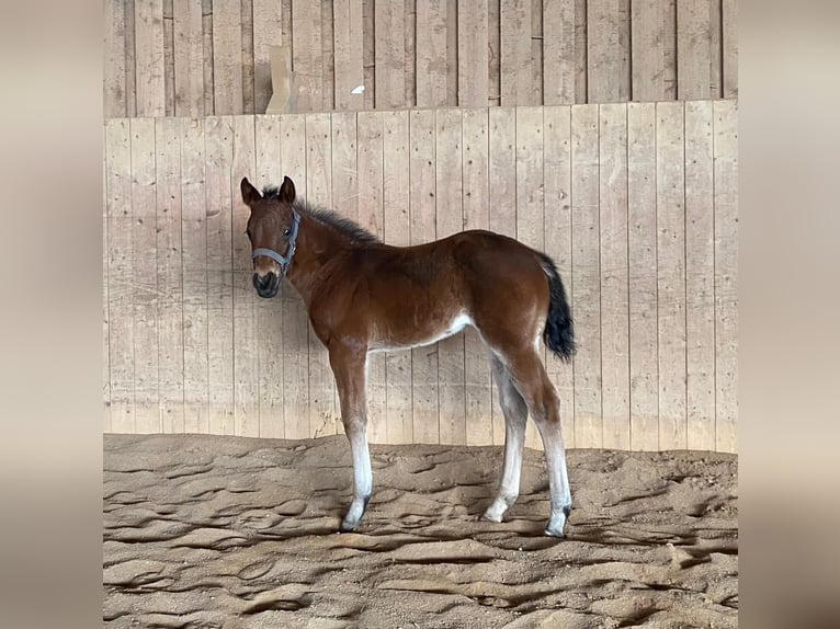 Quarter horse américain Jument  148 cm Roan-Bay in Erbendorf