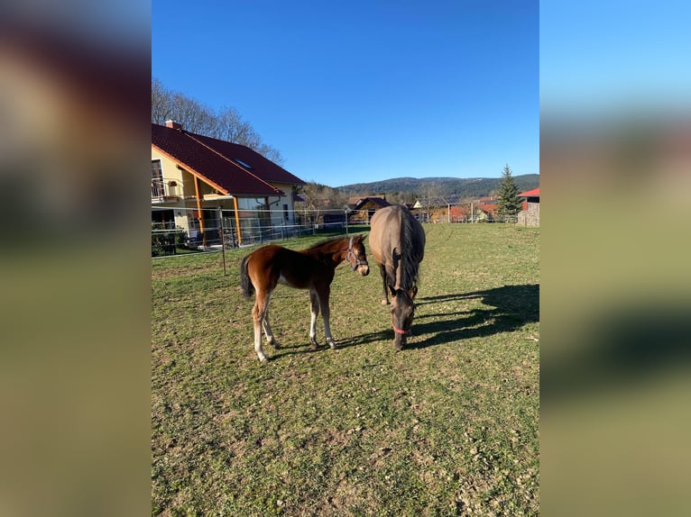 Quarter horse américain Jument  148 cm Roan-Bay in Erbendorf