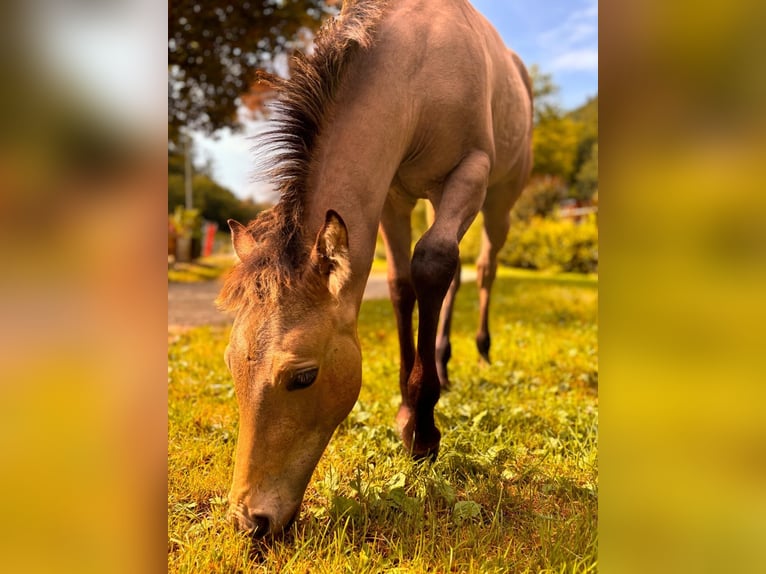 Quarter horse américain Jument Poulain (03/2024) 149 cm Buckskin in Hülben