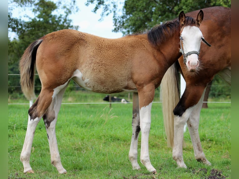 Quarter horse américain Jument Poulain (04/2024) 149 cm Overo-toutes couleurs in Stade