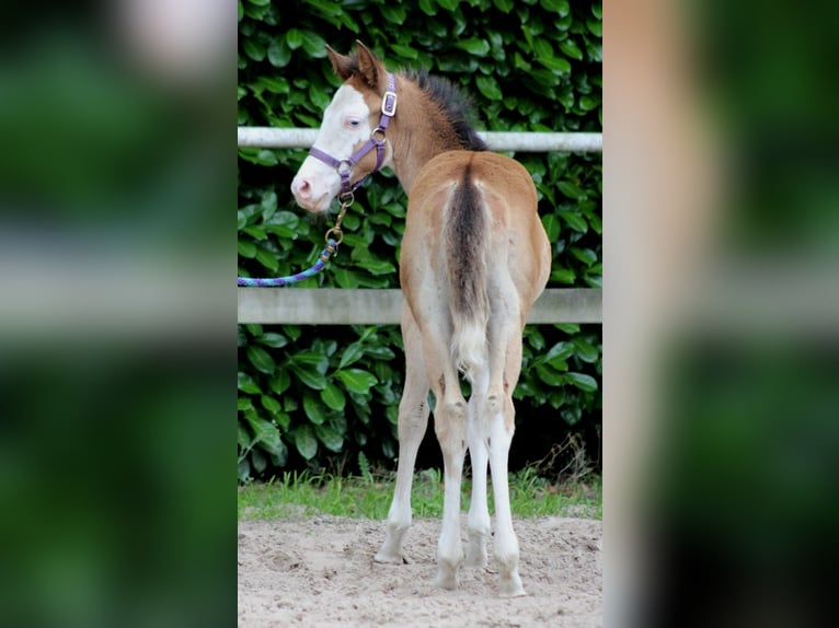 Quarter horse américain Jument Poulain (04/2024) 149 cm Overo-toutes couleurs in Stade