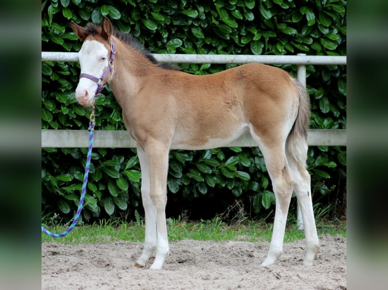 Quarter horse américain Jument Poulain (04/2024) 149 cm Overo-toutes couleurs in Stade