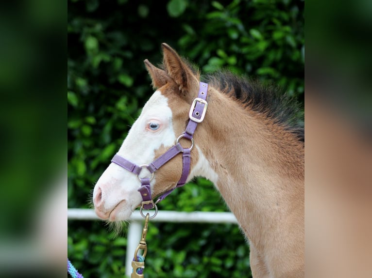 Quarter horse américain Jument Poulain (04/2024) 149 cm Overo-toutes couleurs in Stade