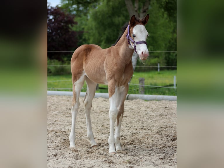 Quarter horse américain Jument Poulain (04/2024) 149 cm Overo-toutes couleurs in Stade