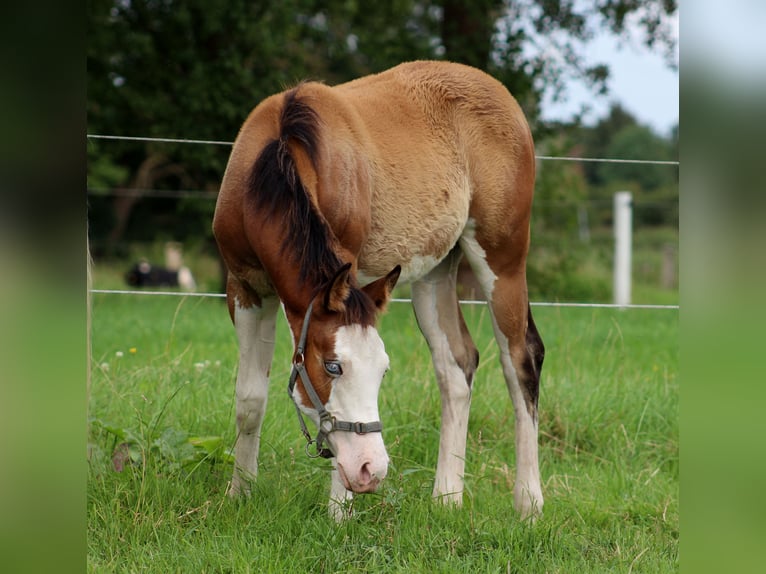 Quarter horse américain Jument Poulain (04/2024) 149 cm Overo-toutes couleurs in Stade