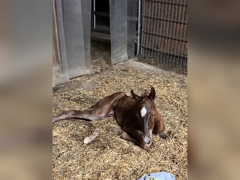 Quarter horse américain Jument  150 cm Alezan brûlé in Kirchenthumbach