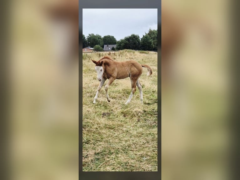 Quarter horse américain Jument Poulain (05/2026) 150 cm Alezan dun in Wietmarschen