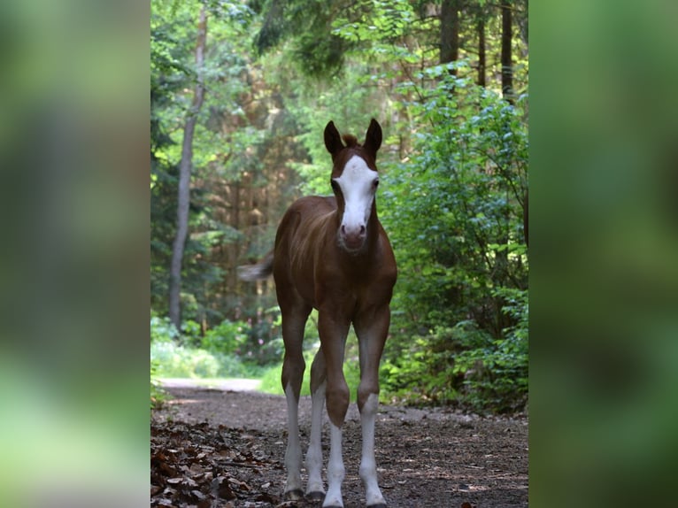 Quarter horse américain Jument Poulain (05/2026) 150 cm Alezan in Kronach