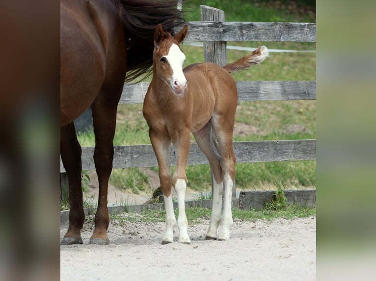 Quarter horse américain Jument Poulain (05/2026) 150 cm Alezan in Kronach