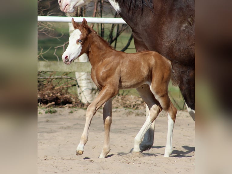 Quarter horse américain Jument  150 cm Alezan in Stade