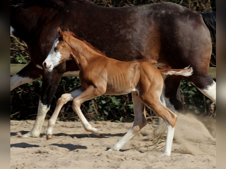 Quarter horse américain Jument  150 cm Alezan in Stade