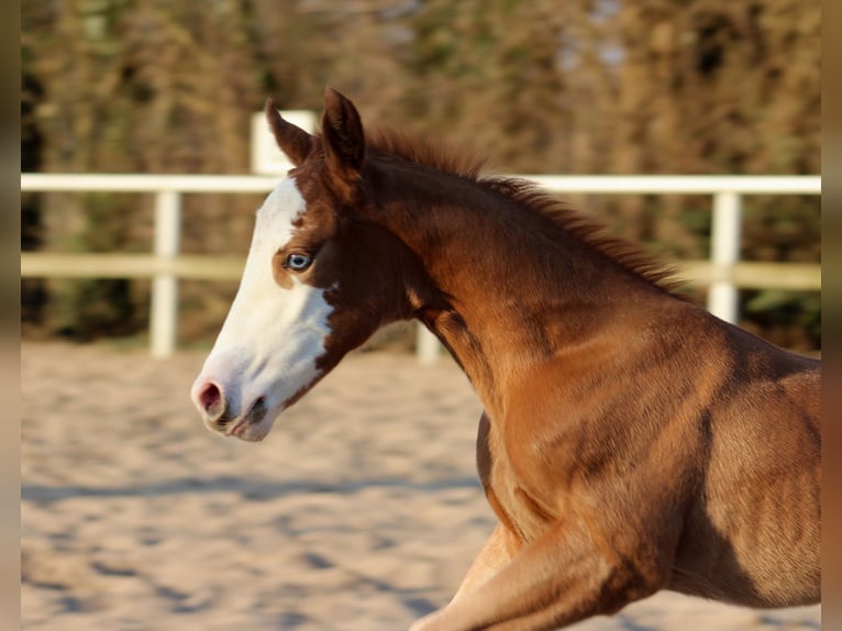 Quarter horse américain Jument  150 cm Alezan in Stade