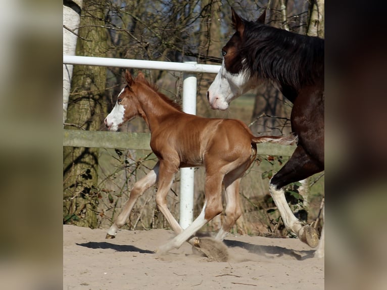 Quarter horse américain Jument  150 cm Alezan in Stade