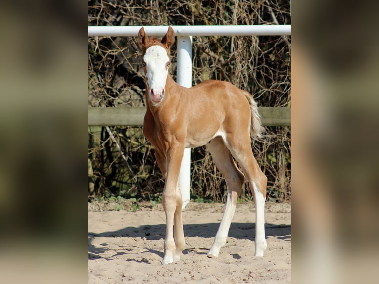 Quarter horse américain Jument  150 cm Alezan in Stade