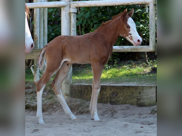 Quarter horse américain Jument  150 cm Alezan in Stade