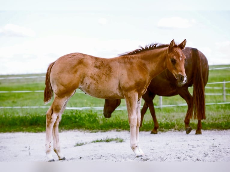 Quarter horse americain Jument Poulain 04 2024 150 cm Alezan in Goggingen