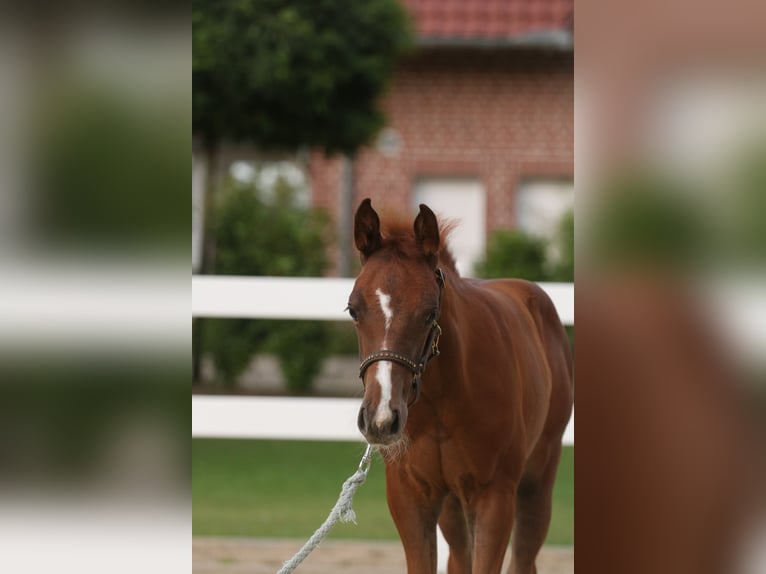 Quarter horse américain Jument Poulain (06/2024) 150 cm Alezan in Herne