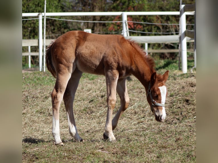 Quarter horse américain Jument Poulain (03/2026) 150 cm Alezan in Stade
