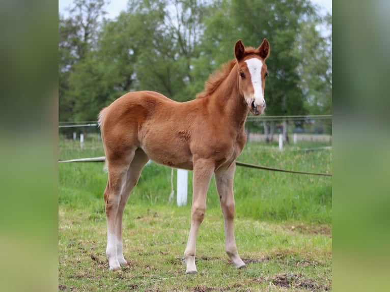 Quarter horse américain Jument Poulain (03/2026) 150 cm Alezan in Stade