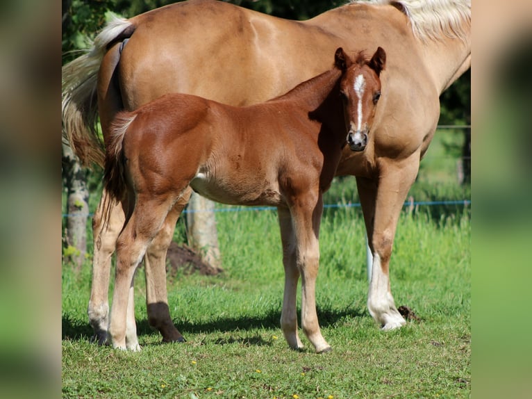 Quarter horse américain Jument Poulain (04/2026) 150 cm Alezan in Stade