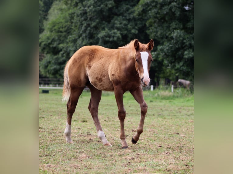 Quarter horse américain Jument Poulain (03/2026) 150 cm Alezan in Stade