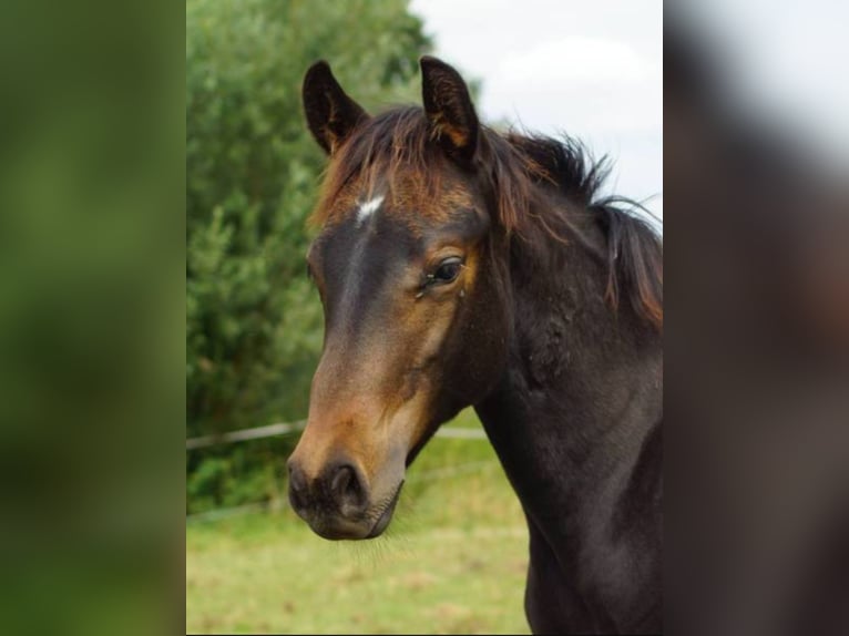 Quarter horse américain Jument Poulain (04/2025) 150 cm Bai brun in Linsburg
