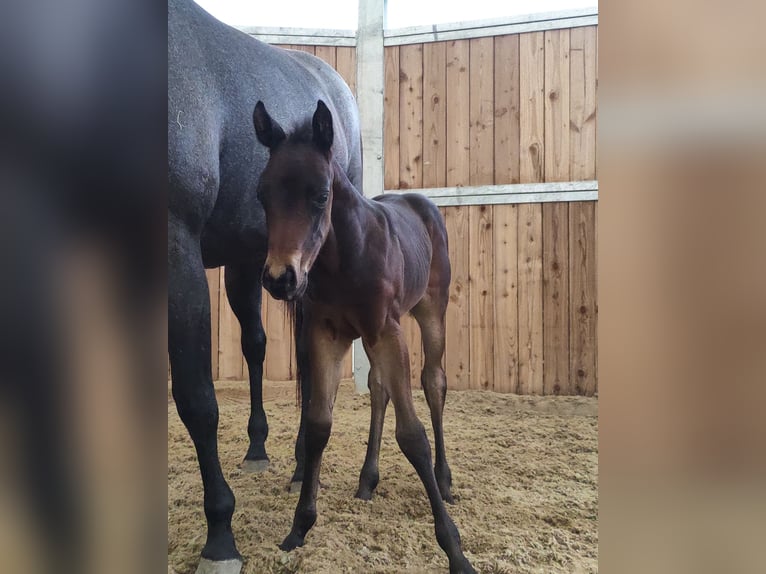 Quarter horse américain Jument Poulain (05/2024) 150 cm Bai brun in Maurach