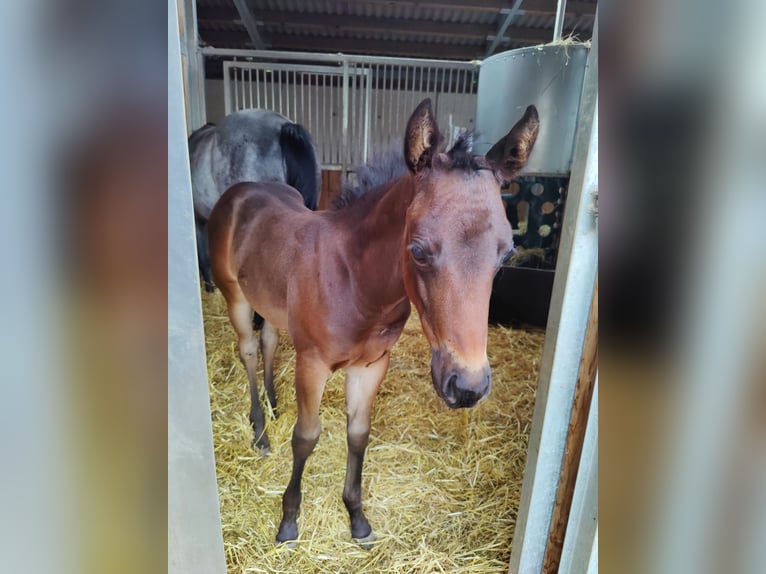 Quarter horse américain Jument Poulain (05/2024) 150 cm Bai brun in Maurach