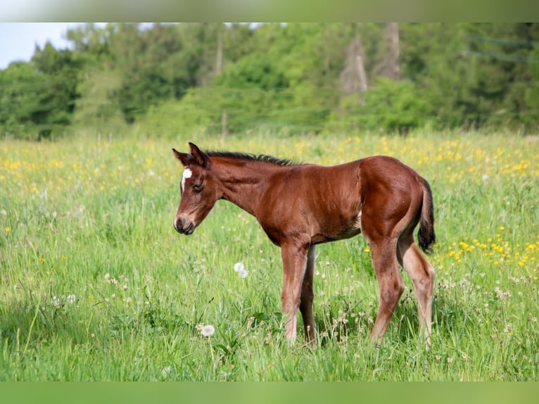 Quarter horse américain Jument Poulain (04/2026) 150 cm Bai in Breitenbach