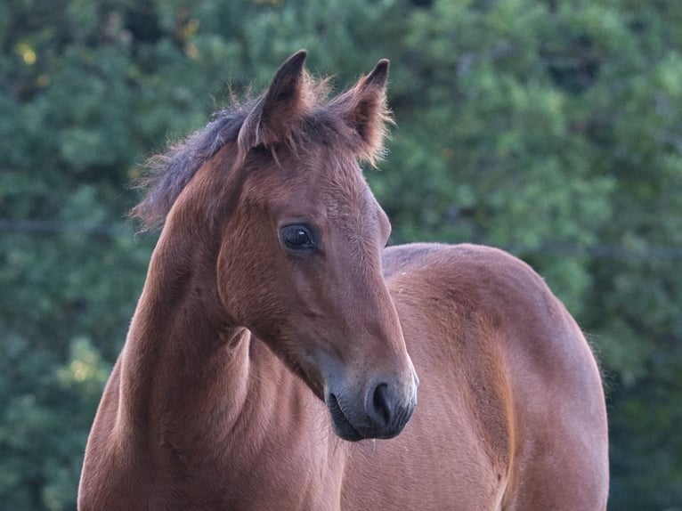 Quarter horse américain Jument Poulain (05/2026) 150 cm Bai in Dahlem