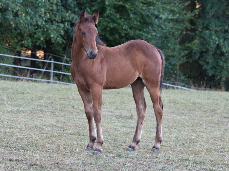 Quarter horse américain Jument Poulain (04/2026) 150 cm Bai in Dahlem