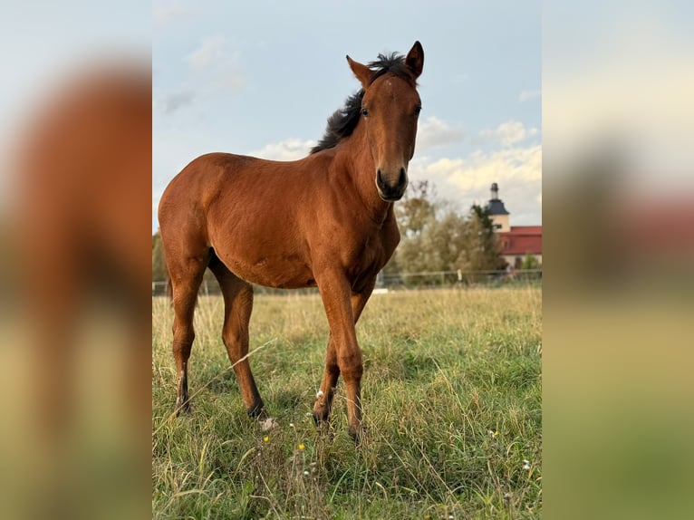 Quarter horse américain Jument Poulain (03/2025) 150 cm Bai in Kindelbr&#xFC;ck