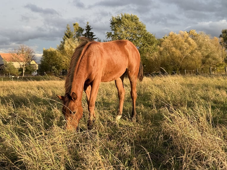 Quarter horse américain Jument Poulain (03/2025) 150 cm Bai in Kindelbrück Quarter horse américain Jument Poulain (03/2025) 150 cm Bai in Kindelbrück
