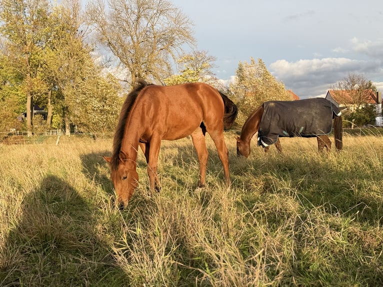 Quarter horse américain Jument Poulain (03/2025) 150 cm Bai in Kindelbrück Quarter horse américain Jument Poulain (03/2025) 150 cm Bai in Kindelbrück